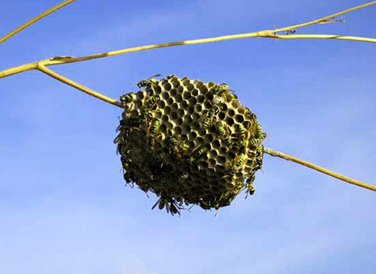 avolar