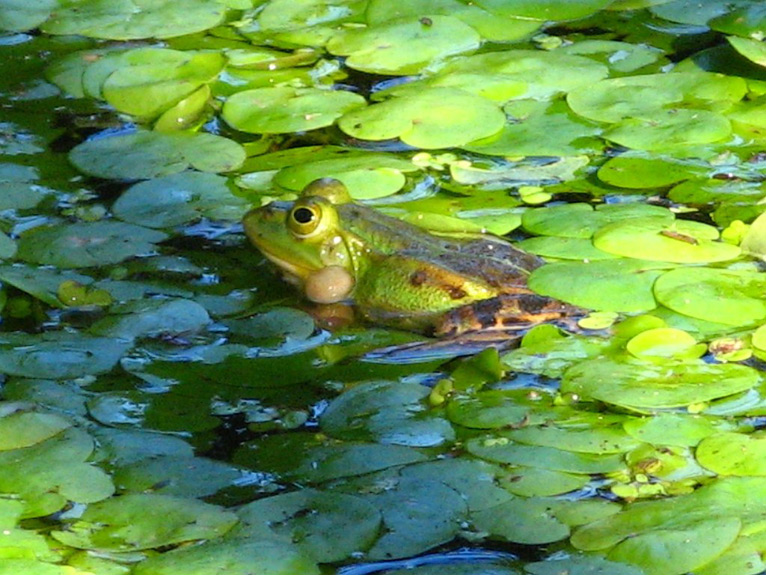 frog